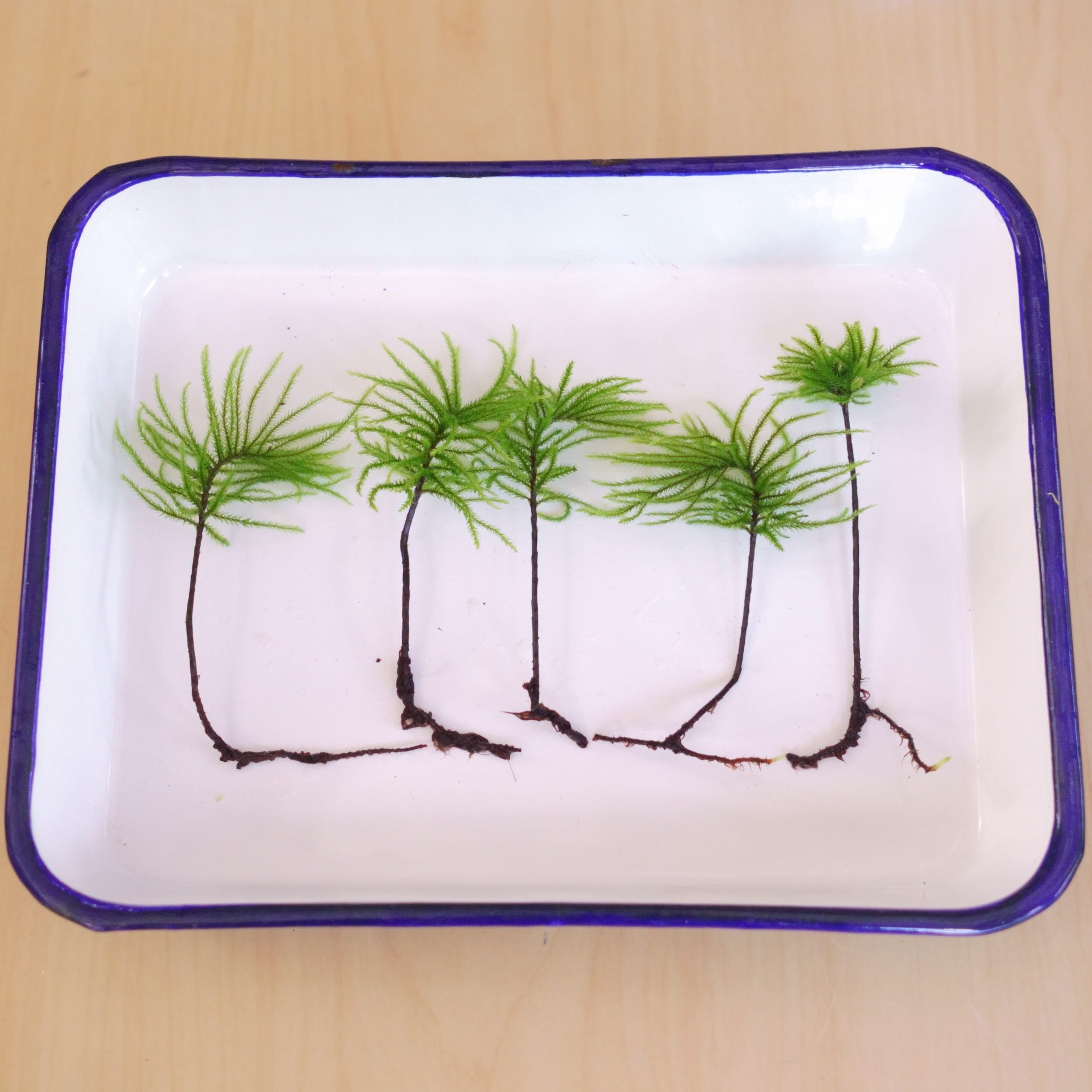 Climacium japonicum (treemoss)5plants pack