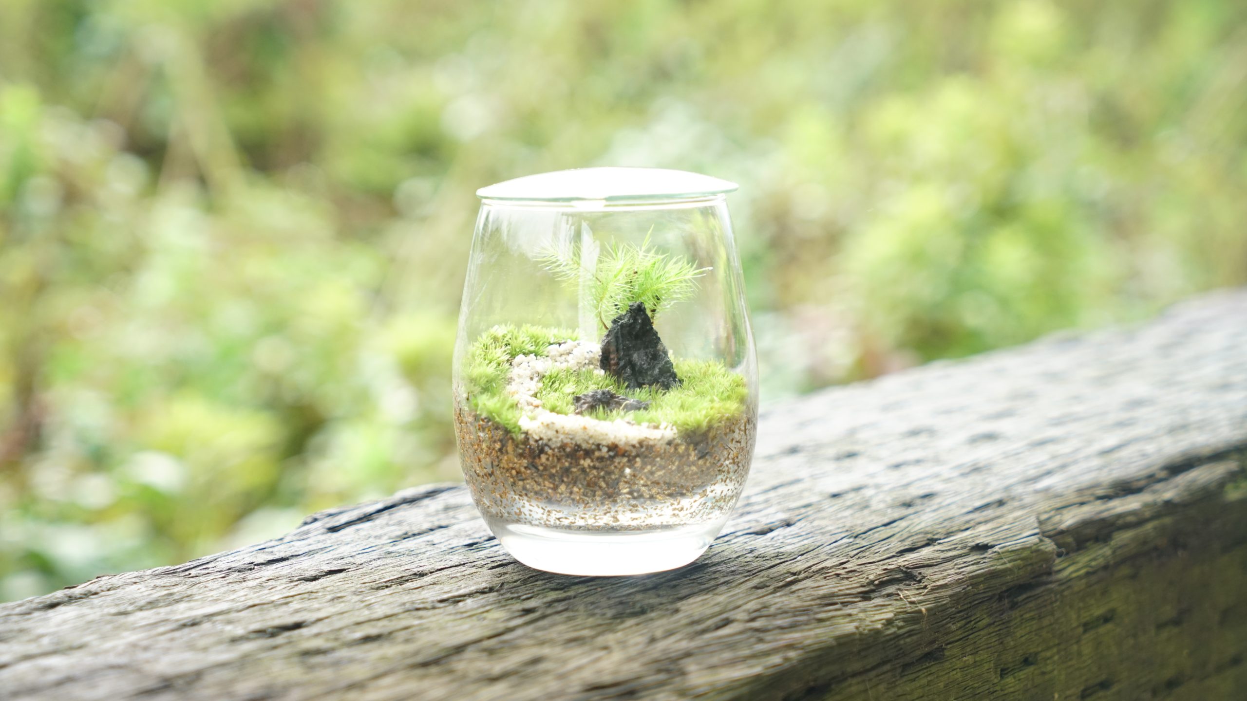 苔テラリウムをはじめるのに最初に知っておくと良いことまとめ