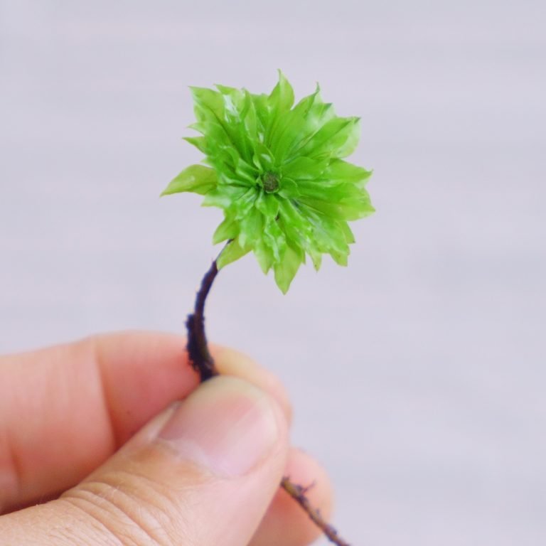 A single plant of Rhodobryum giganteum held between two fingers
