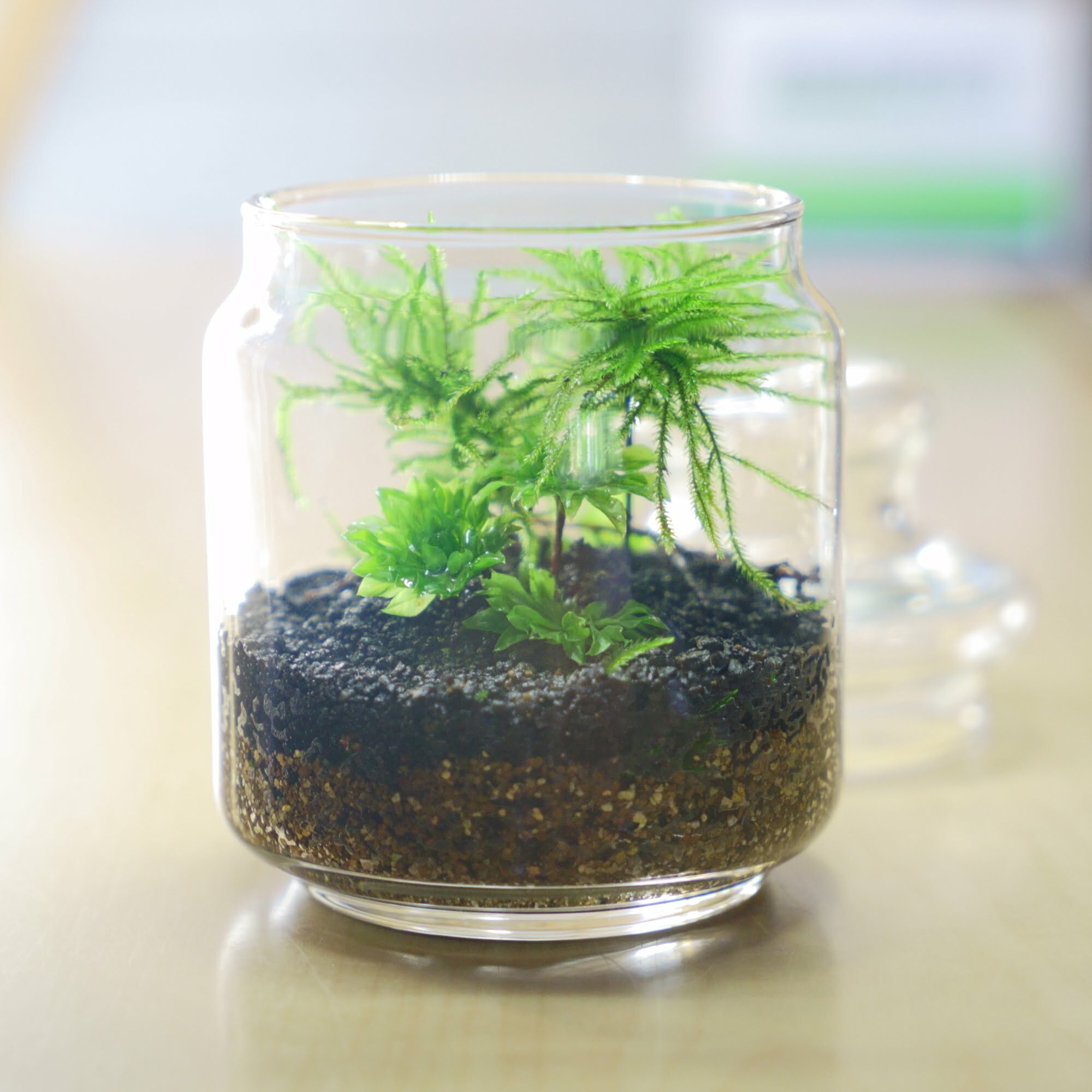 ガラス瓶の中で枝振りのある苔が茂るオーダー制作の苔テラリウム作品