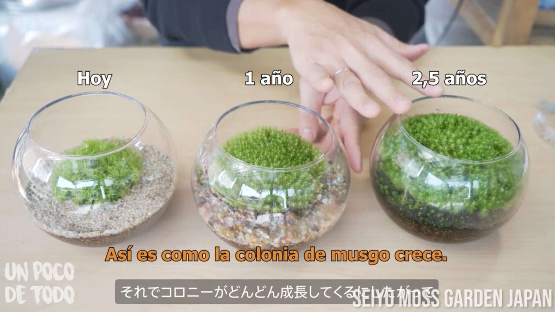 メキシコの人気YouTubeチャンネル「Un Poco De Todo (693万人)」で西予苔園の動画が紹介されました