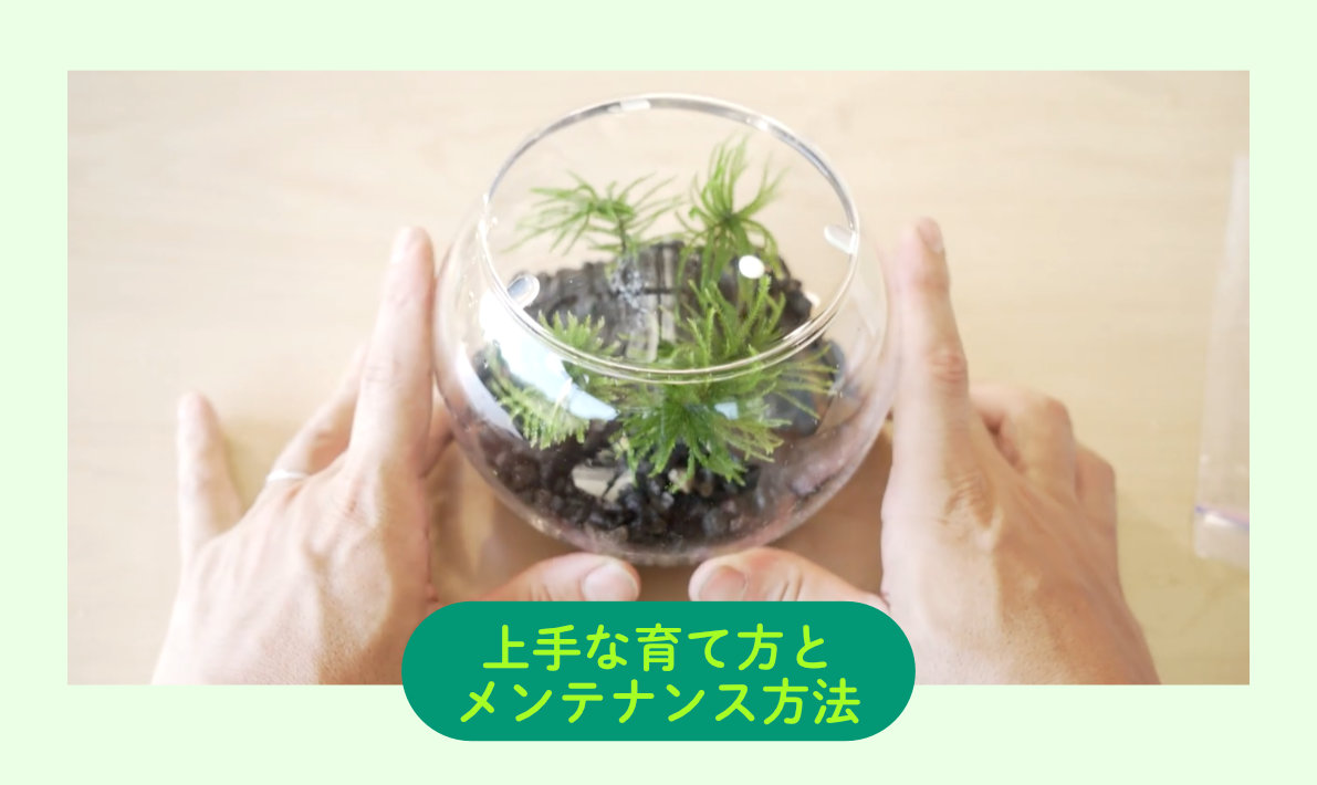 苔テラリウムの上手な育て方とメンテナンス方法まとめ