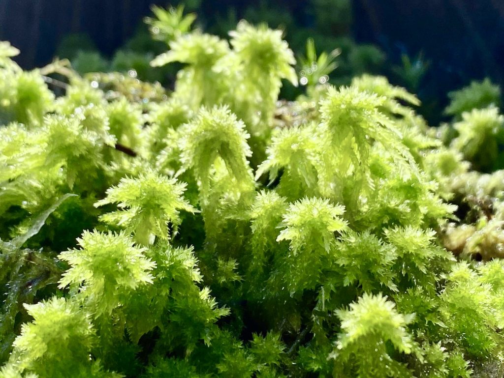 ホソバミズゴケ。学術名：Sphagnum girgensohnii.