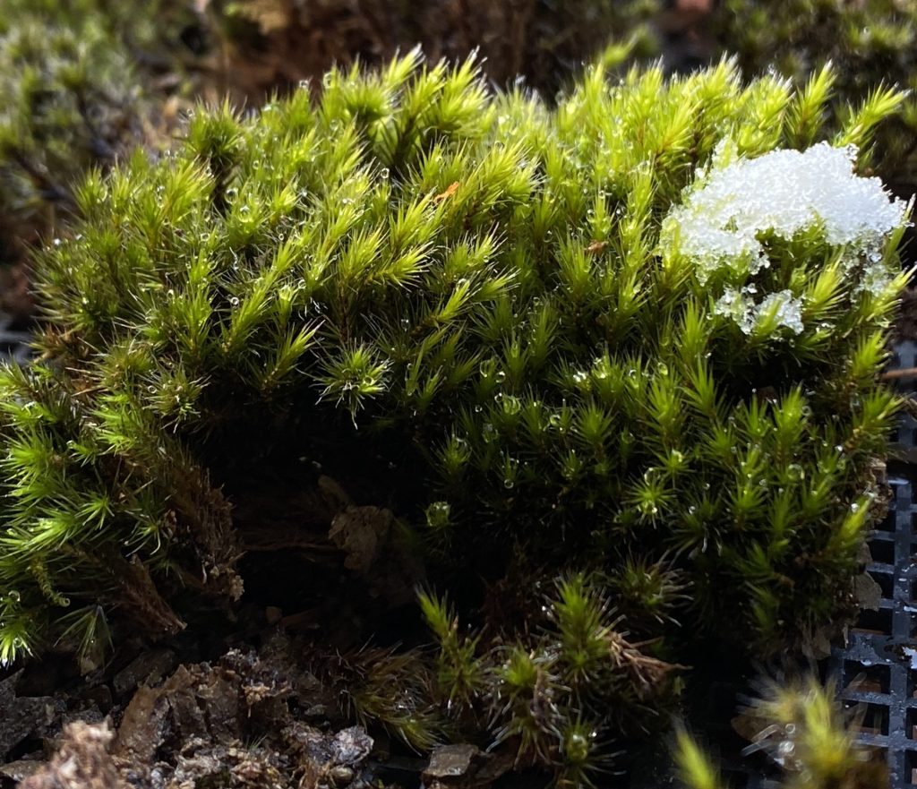 フデゴケ。学術名：Campylopus umbellatus.