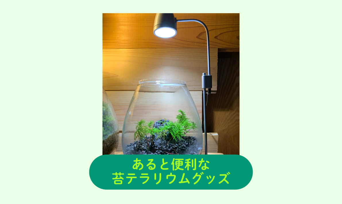 あると便利な苔テラリウム便利グッズ3選