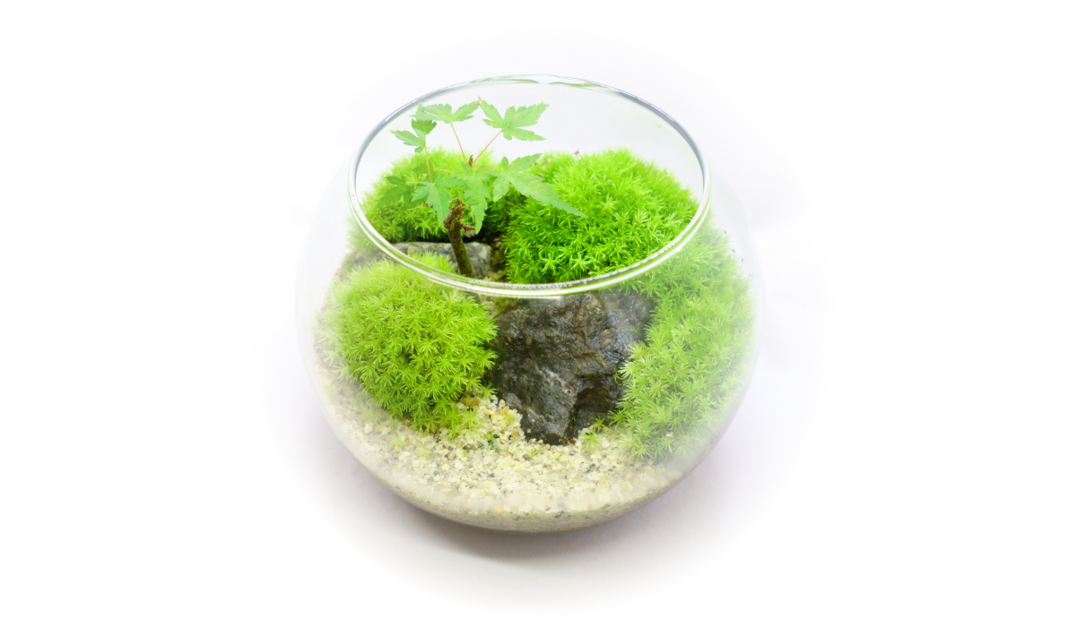 苔テラリウムについて伝える西予苔園のメディア
