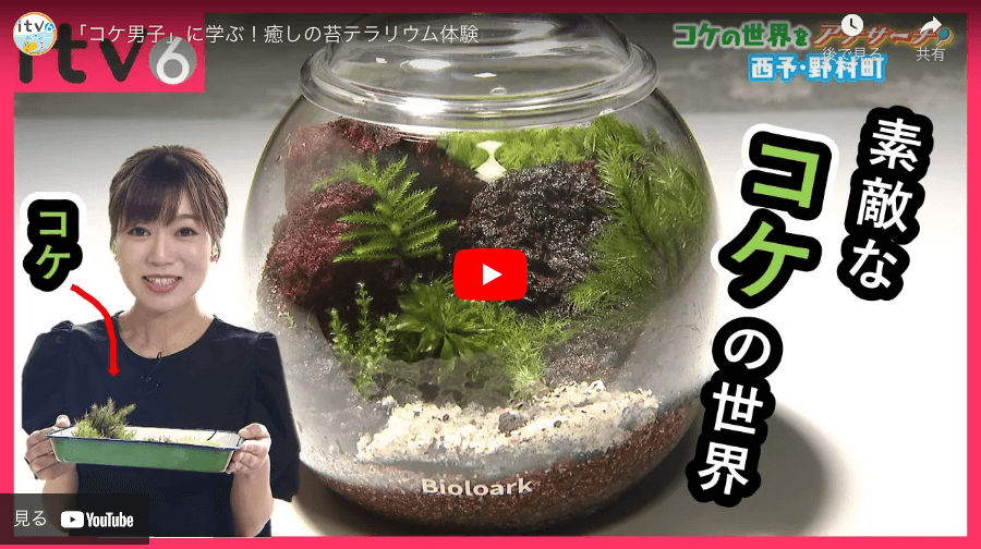 あいテレビにて西予苔園の様子が放映されました