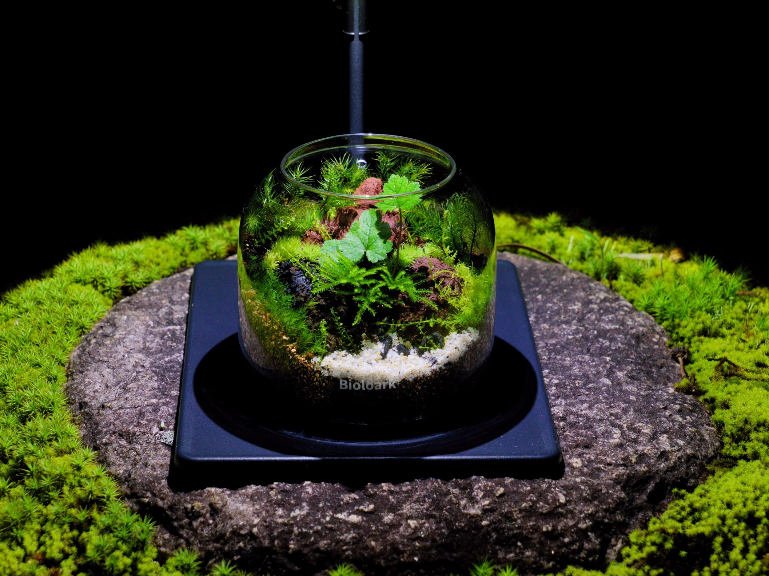 8月6日（日）開催 苔テラリウム講座野村教室を開催します