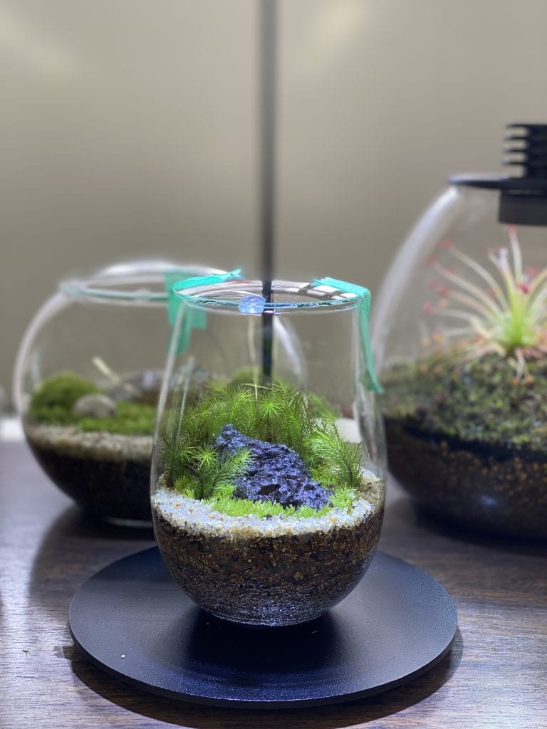 全10回講座で作る苔テラリウム作品の一例 5