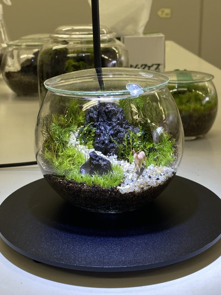 全10回講座で作る苔テラリウム作品の一例 4