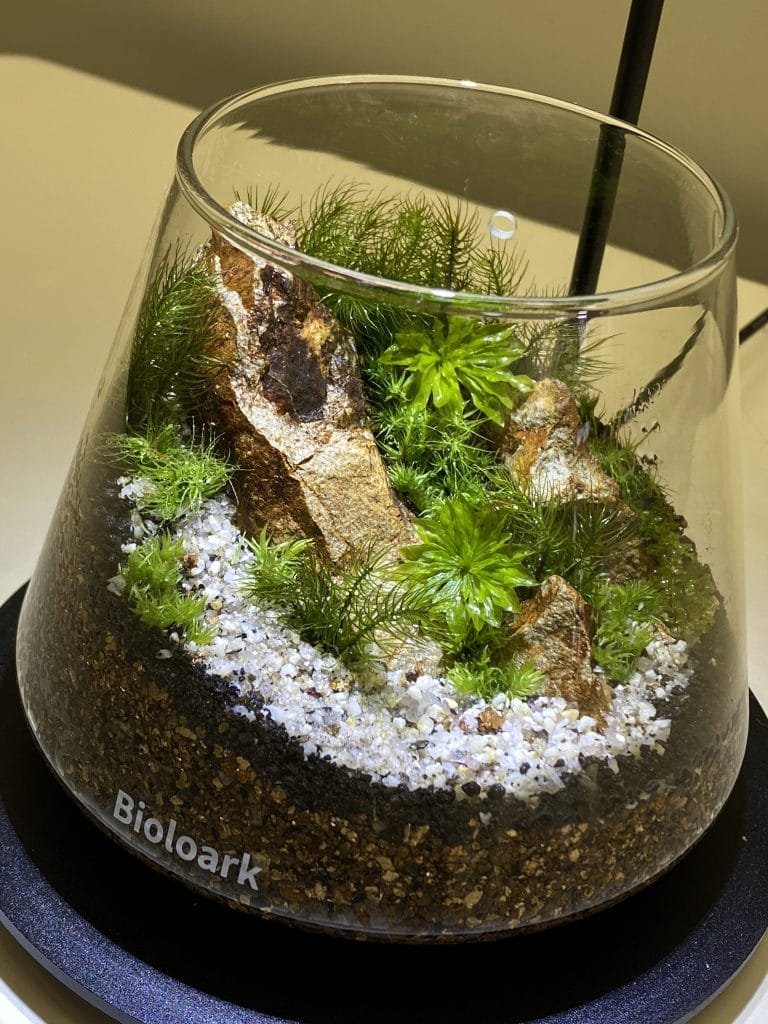 全10回講座で作る苔テラリウム作品の一例 2