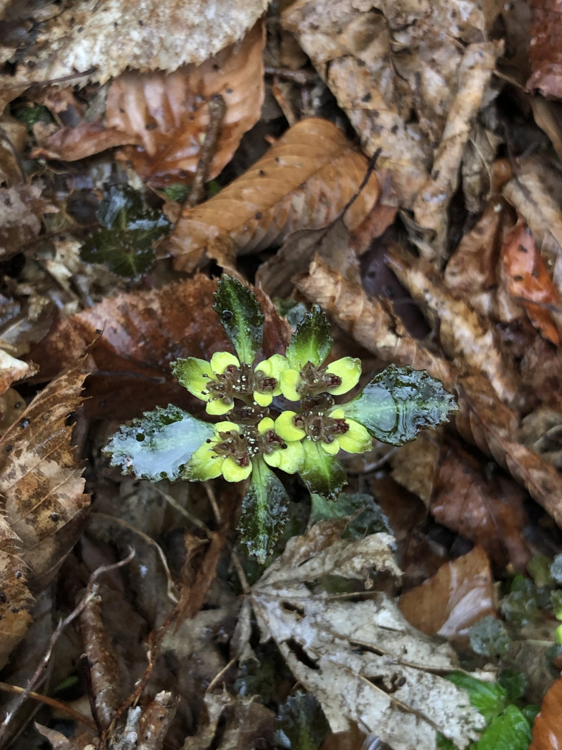 落ち葉の間から芽を出した苔