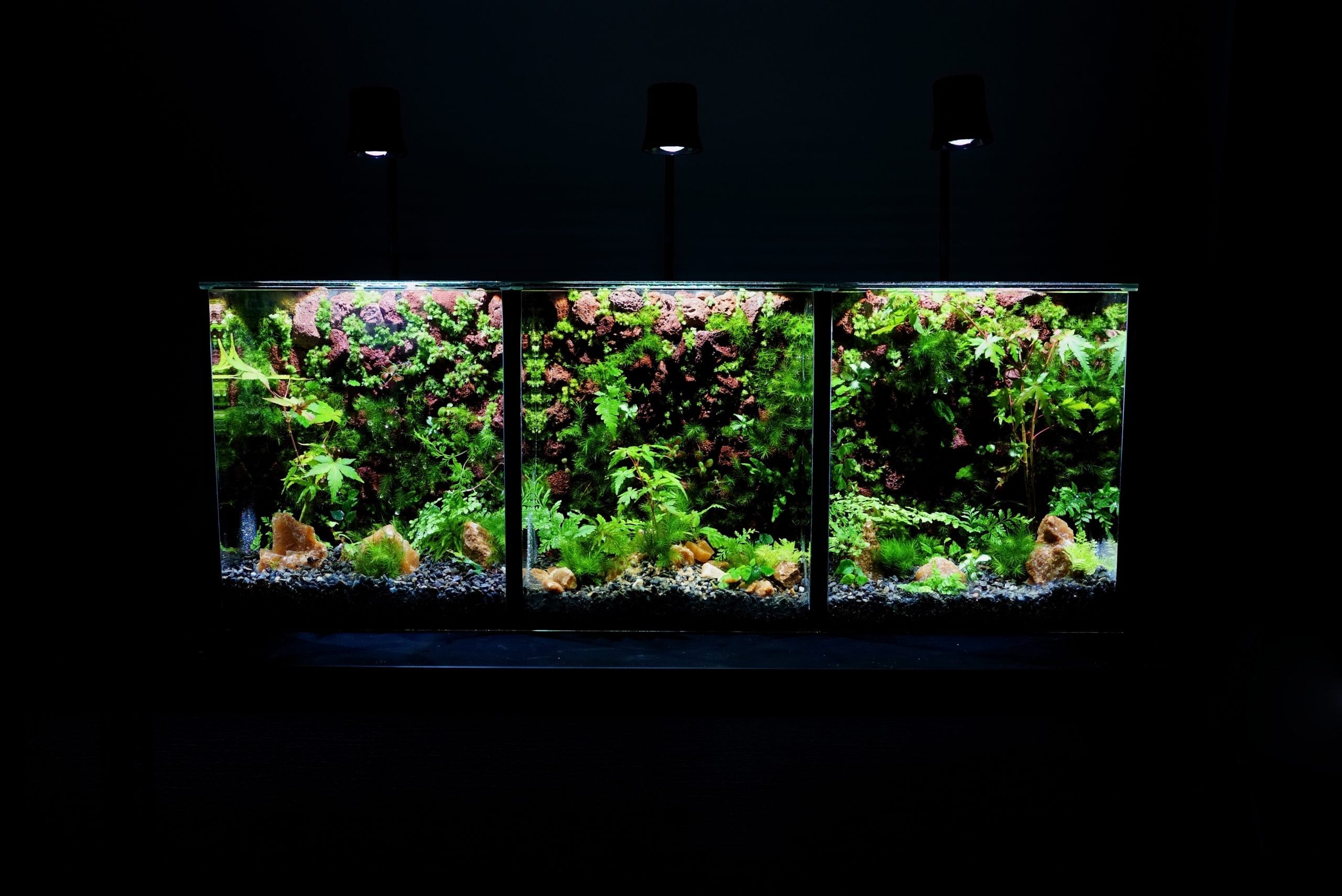 照明を当てた3基の大型苔テラリウム作品