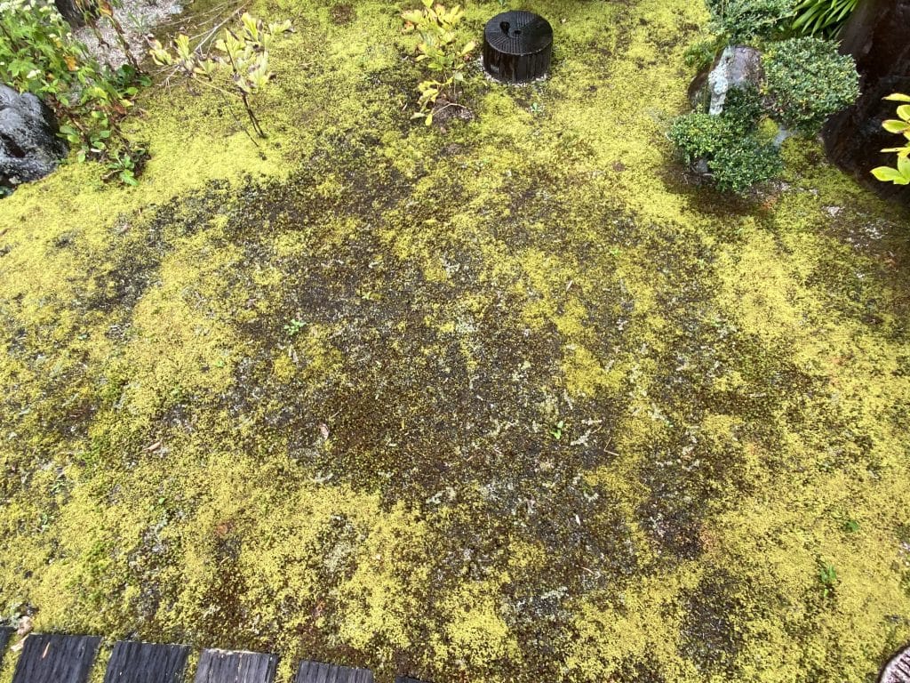 日当たりが強く苔が傷んだ庭の状態
