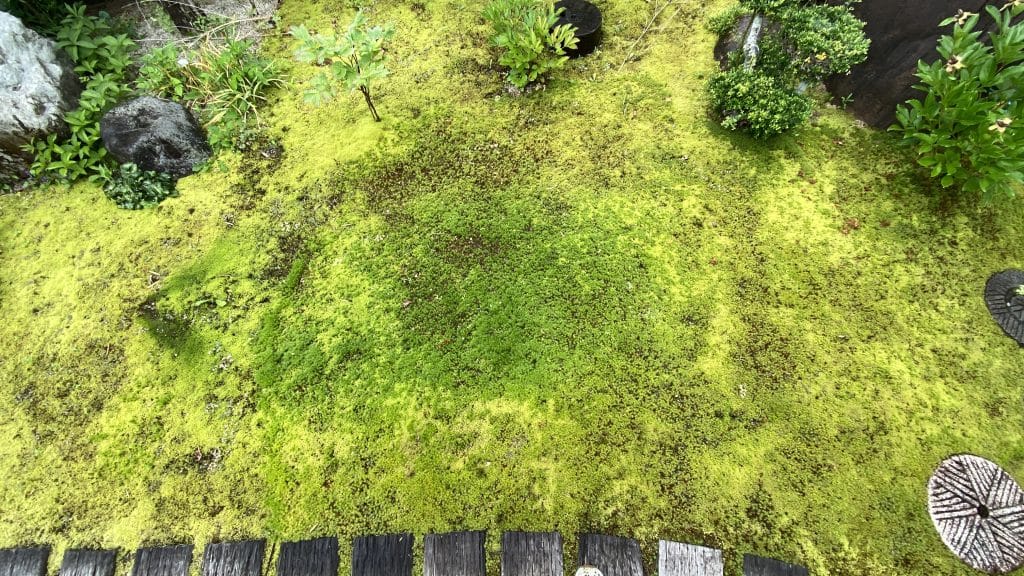 半年の養生を経て苔が回復した庭