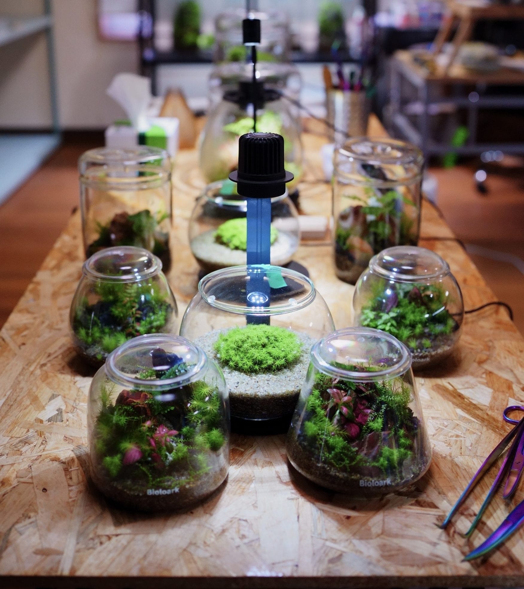 作業台に並ぶ、照明付きガラス容器の苔テラリウム作品
