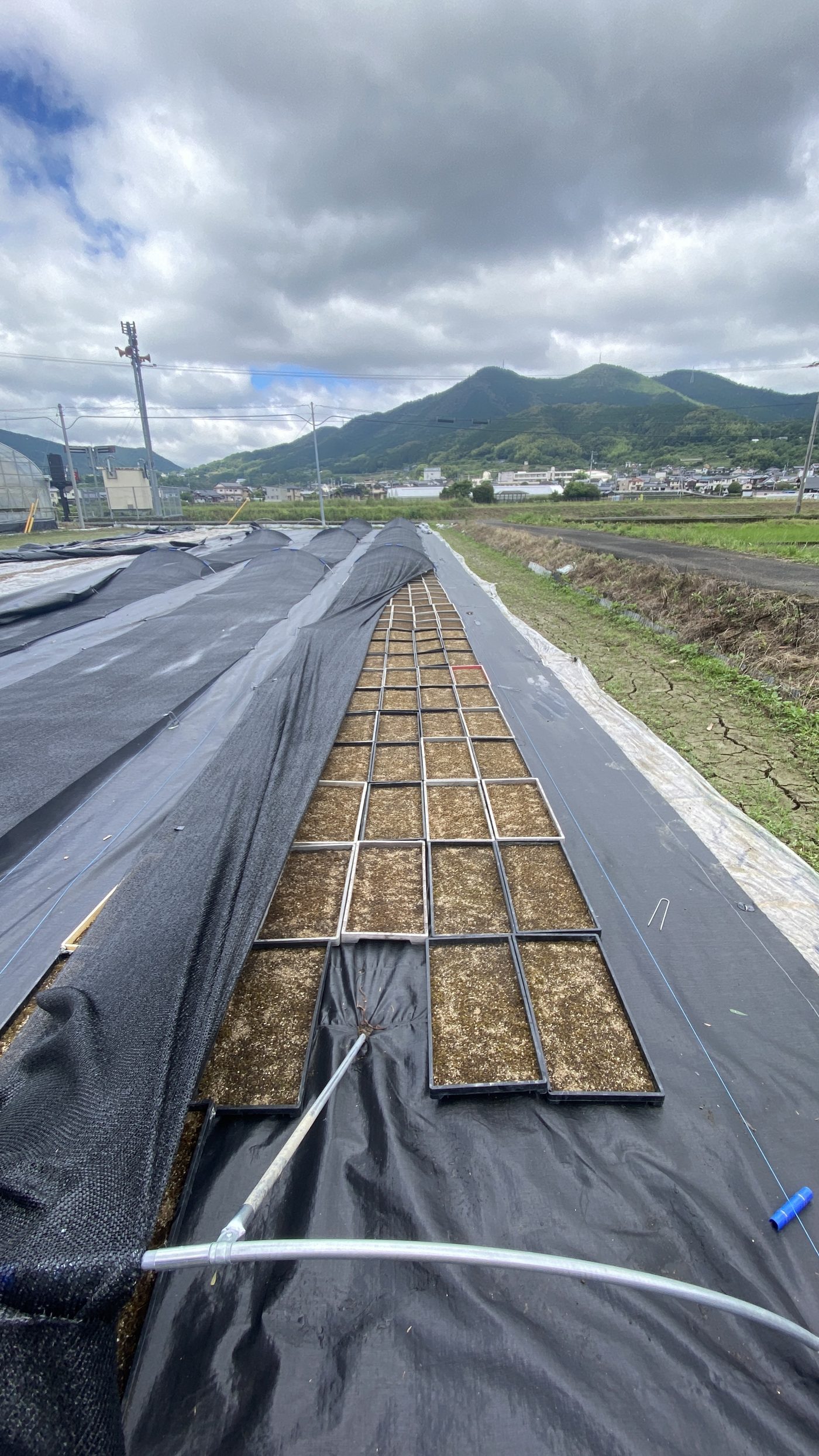 町並みを望む休耕田に並んだ苔の栽培床