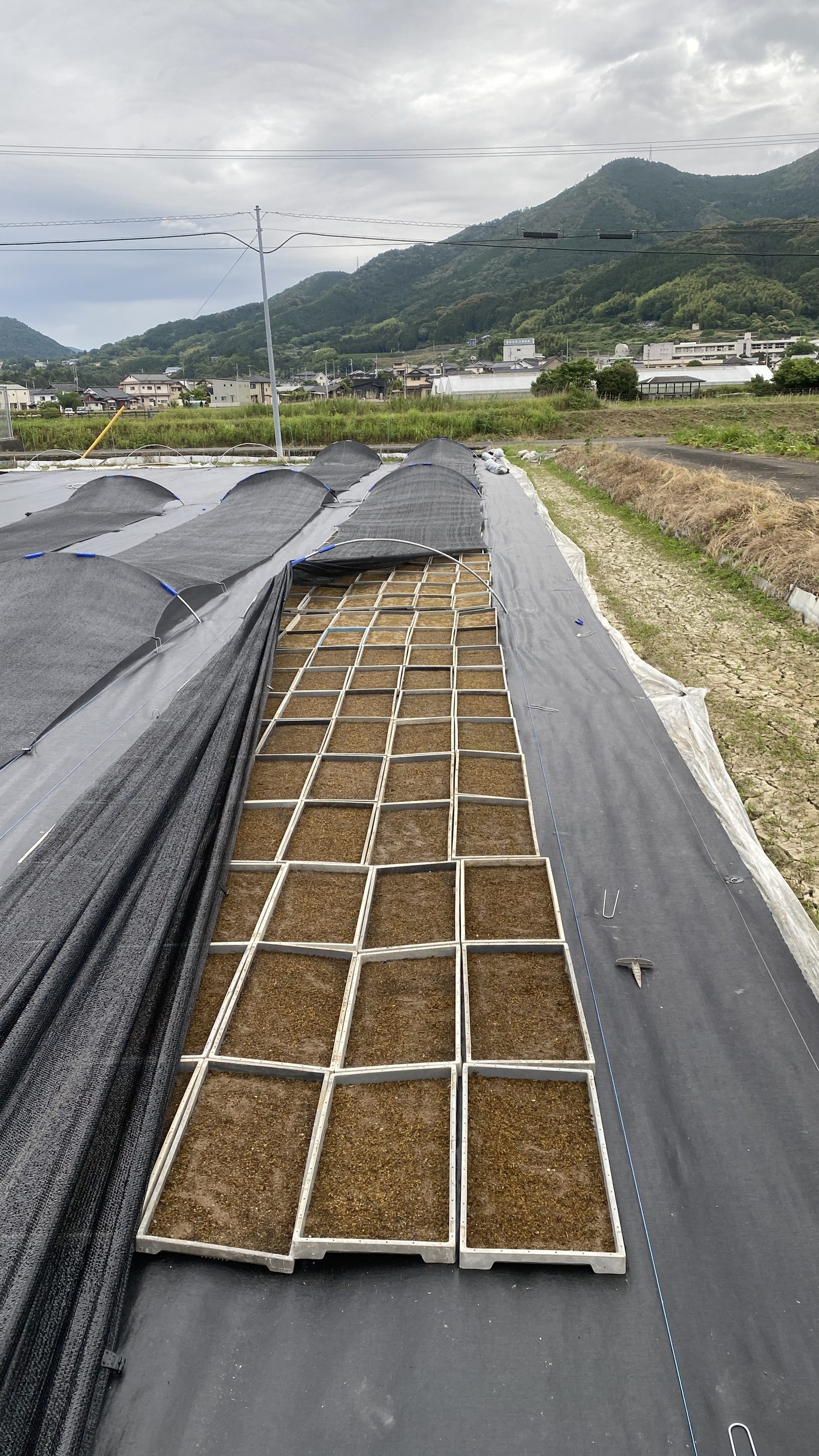 休耕田に敷いた栽培トレーで苔が育っている様子