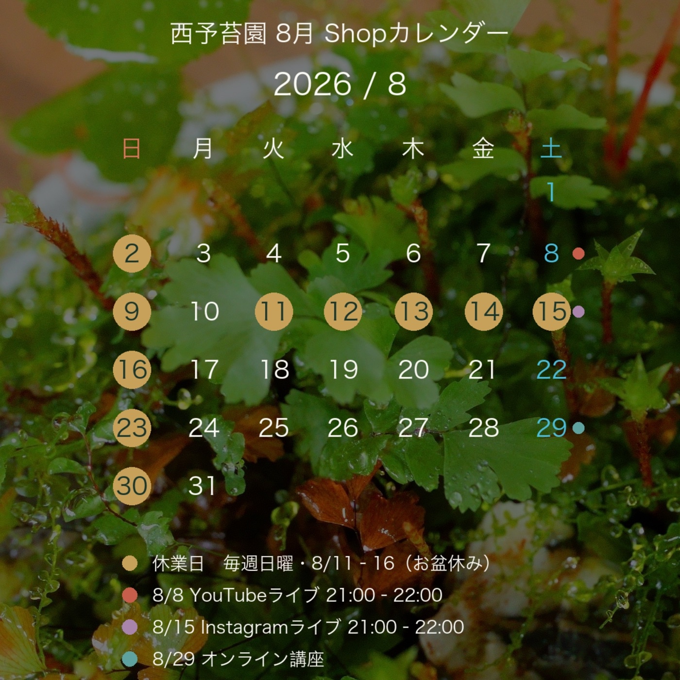 西予苔園 2026年8月のShopカレンダー。8月11日から16日が夏季休業、毎週日曜が定休日。