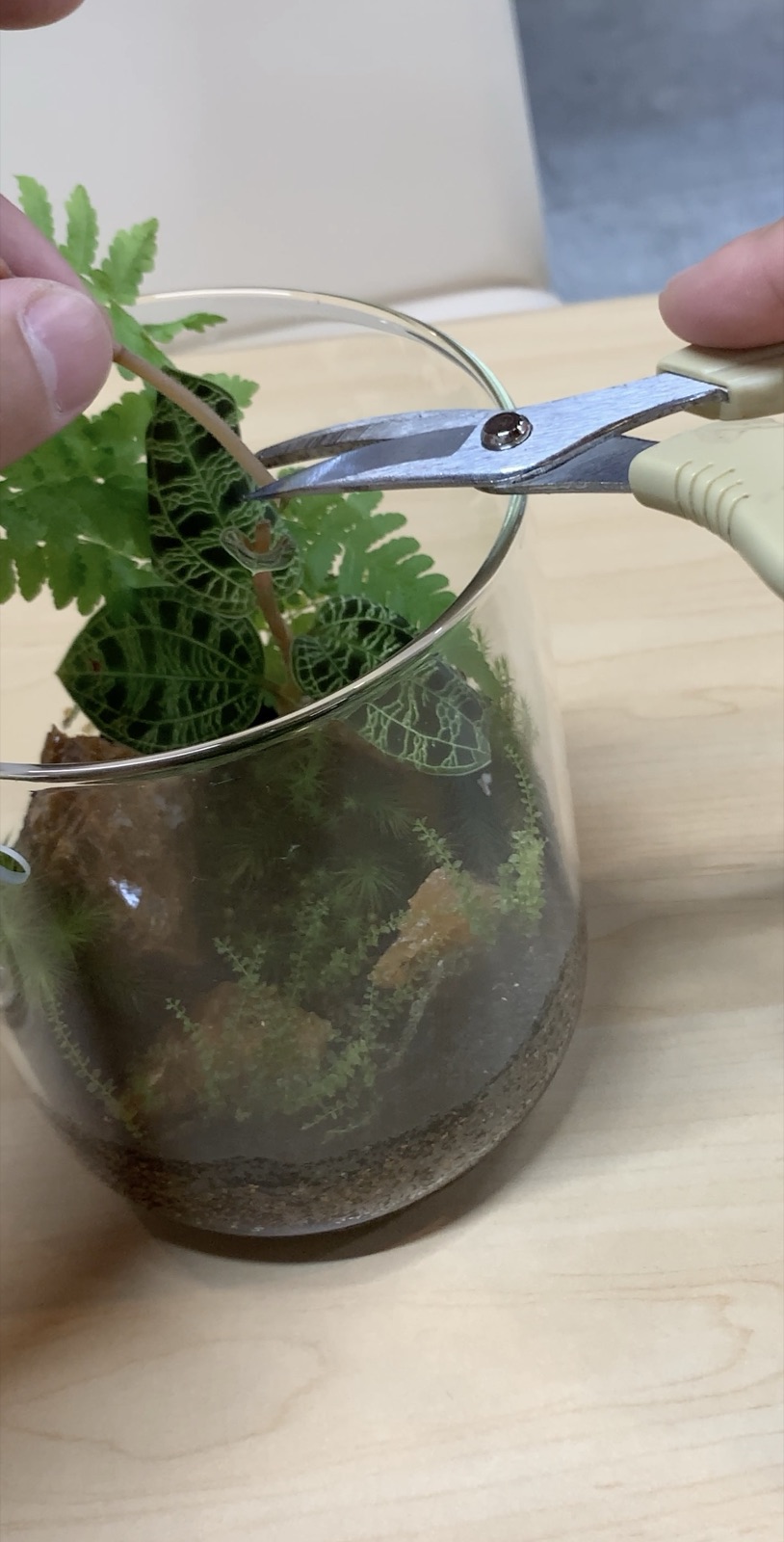 花芽の根元にハサミを入れる