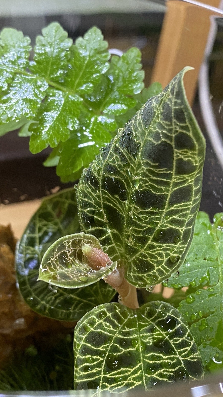 株の中心から、葉とは違う淡い色の花芽が持ち上がってきたところ