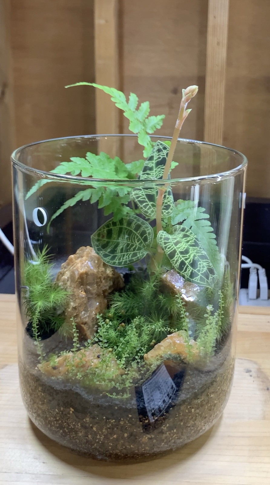 放っておいたら容器からはみ出すほど伸びた花芽