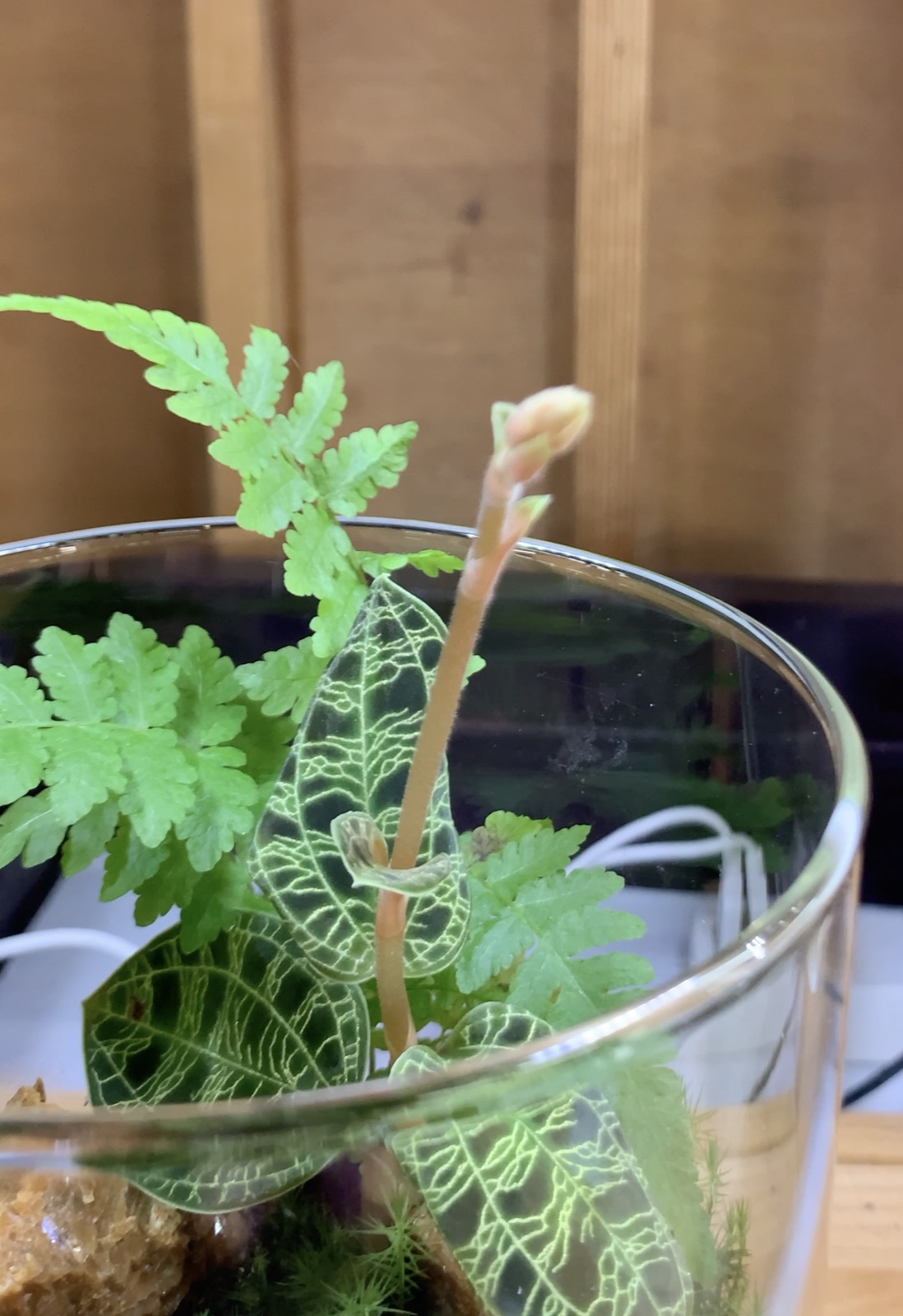 花芽の先端。ここから花が咲く