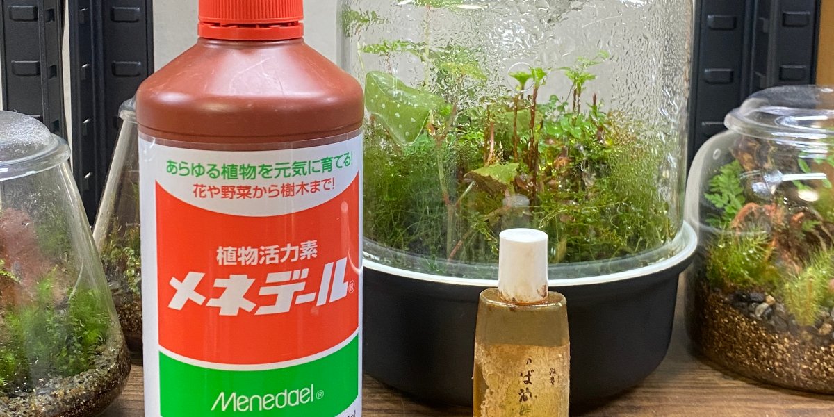 暑さが続く夏場の上手な乗り越え方 〜夏バテ気味の苔テラリウムに活力を〜