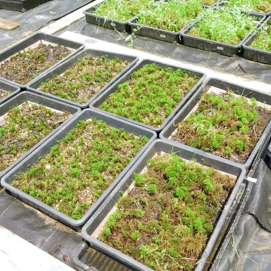 希少種の苔「コウヤノマンネングサ」の人工栽培に成功し販売開始しました | 苔栽培と苔テラリウム、オンライン販売の西予苔園（せいよこけえん）