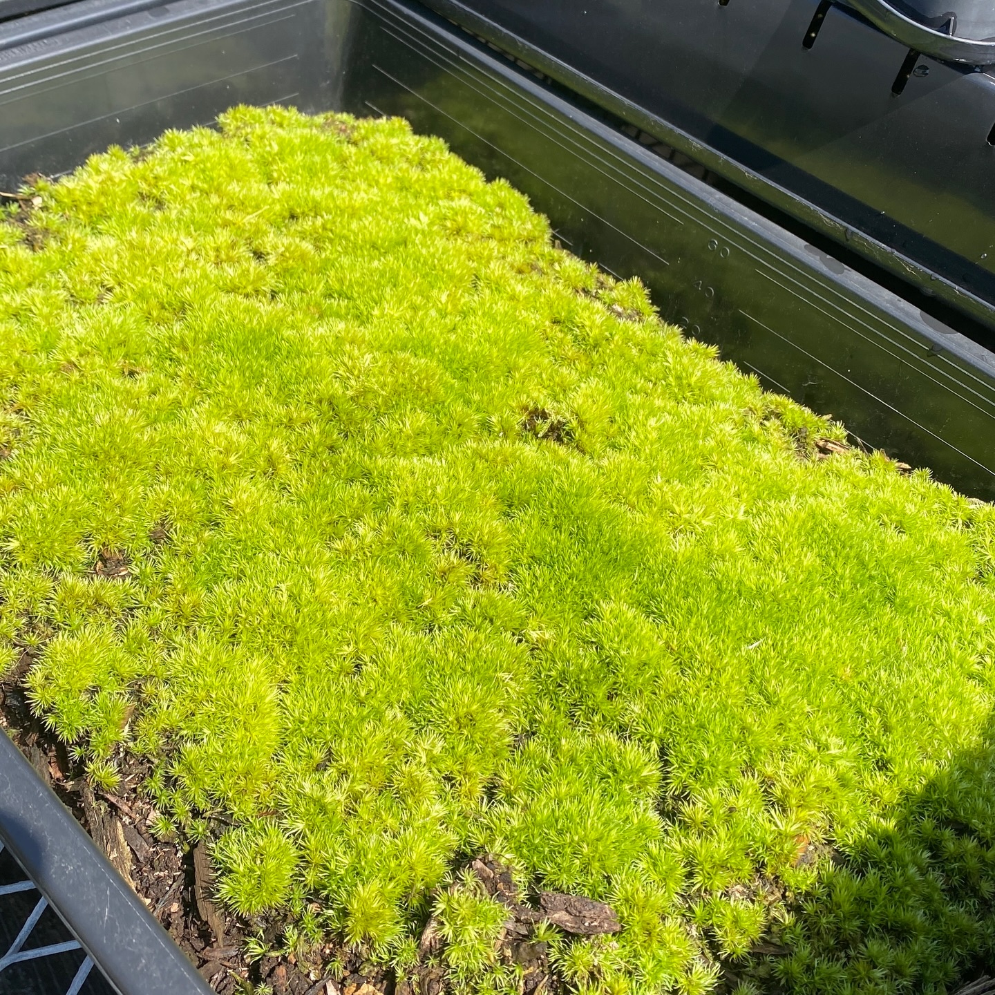 これくらい全部のトレーで育ってくれたらいいなぁ✨と思いつつ、なかなか難しいよねーっていう日々ですが、綺麗な苔をみると元気になりますね。