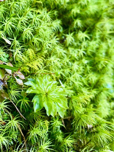 植物は、ただありのままで美しい。
それを僕は伝えたいんだろうな。人も同じ。
ありのままでみんな美しい。なにものかになろうとなんか、しなくってもいいのよ。僕もいずれ枯れていく。
その時がくるまで、惜しみなく与えきったって思えたらそれでいいや。Plants are beautiful just as they are.
I think that’s what I want to share.People are the same.
Everyone is beautiful as they are.You don’t have to try to become something else.I, too, will wither someday.
And if, until that moment comes, I can feel that I gave freely without holding back…
then that will be enough.