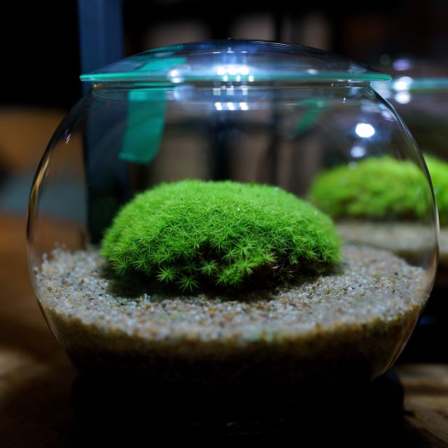 さて、毎月のオンライン講座、次回の告知です。4月は「タマゴケボール」やります🌱
まんまるのタマゴケ、一緒に作りましょう。作ってから4ヶ月くらい経過したタマゴケボールはこんな感じ。毎日眺めてうっとりしています。毎日うっとりできるタマゴケボール、一緒に作りません？うっとり仲間募集中です。材料キットは事前にお届け。Zoomで画面見ながら一緒に作るので初めてでも大丈夫。4/25（土）14:00〜16:00　申込は4/19までですプロフィールのリンク「オンライン講座」から詳細をチェックしてくださいね。