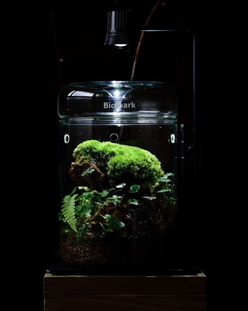 A landscape of towering, steep rock faces. This piece captures the scenery of sheer cliffs rising within a gorge, and it has been four years since it was first created. The moss has grown lush and beautiful, resembling how it naturally thrives in the wild. The moss and small plants originally placed at the base have gradually shifted over the four years — now covered with saxifrage and ferns that appeared on their own. After four years, the scene has transformed according to the natural life of the plants within the vessel. The original landscape at planting and the landscape today — both are deeply captivating in their own way.切り立つ岩の風景。制作から4年経過している渓谷の中にそびえ立つような切り立つ岩の風景を閉じ込めています。苔の姿は自然に自生している苔のような美しさで繁茂しています。下に植えた苔や草は4年の時間経過とともに自然に移り変わり、ユキノシタと植えた覚えのないシダでおおわれるようになりました。4年経過した姿は、容器の中の植物たちの命のままに移り変わった景色です。植え付けた最初の景色と今の景色。どちらも味わい深い景色になっています。#苔テラリウム #terrarium #mossterrarium #kokemizawa