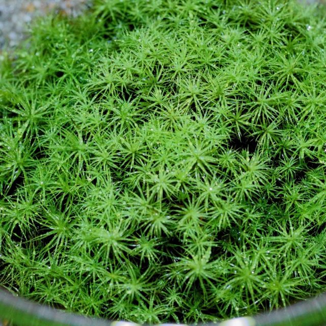 🌱 明日YouTubeライブやります4/10（金）20:00〜
「タマゴケボールのある暮らし」3ヶ月経ったタマゴケボール、
朝起きて見るたびにちょっと元気になる
丸くて、ふわっとしてて、生きてるなんでこんな存在感が出るのか
育てるとどう変わっていくのか
1時間じっくり話します4/25のオンライン講座の説明会も兼ねてます
気になってた方、覗きに来てください📍YouTubeチャンネル「西予苔園」にて#苔テラリウム #タマゴケ #苔のある暮らし #西予苔園