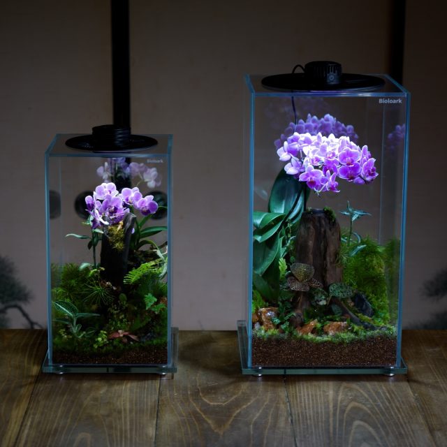 The New Aesthetics of Terrariums.  Three years.I have spent them sitting with this glass enclosure.What to place inside.
What to leave out.
What to set down.
What to leave empty.The space between the elements.
Over and over, I questioned even the beauty dwelling in the negative space.Making, then unmaking.
Drawing up concepts, only to redraw them.After three years, a landscape finally “emerged” within this glass enclosure.
—Had my only goal been “completion,” this is a landscape I surely would never have reached.In engaging with this piece, I realized one thing.
Plants are simply beautiful, just as they are.
I think that is exactly what I want to share.People are the same.
Everyone is beautiful, exactly as they are.
There is no need to try to become someone else.
Looking at this landscape, I feel I’ve quietly come to understand this.Plants love the world.
And the world loves the plants in return.
It’s not just plants. People, animals—I believe it’s the same for all of us.
Everyone loves the world, and everyone wishes to be loved by it.But the truth is,
to be born into this world
means being born to be loved, and to love.
—Instead of trying so hard to earn love,
somewhere along the way, we forget the reality:
that we were already loved from the very beginning.Living in this world, it’s easy to lose sight of this.
But I believe we can remember. We can remember that we are already loved.
So, rather than trying so hard to love and be loved,
I feel the plants are teaching us that it is okay to be loved exactly as we are.Me, and you too.
Simply beautiful, just as we are.A tiny plant called moss taught me all of this.
And every time I look at this landscape, I am reminded of it.
  （　）Kokemizawa#TheNewAestheticsOfTerrariums
#BioloarkJapan
#KoKemigawa
#テラリウム
#terrarium