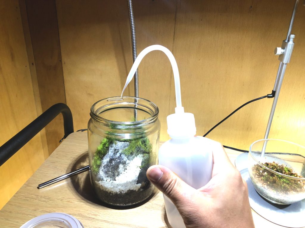 ★配送可能★　コケのテラリウム2 聖新陶芸 グラストモスL コケテラリウム 栽培セット 家庭菜園 ギフト