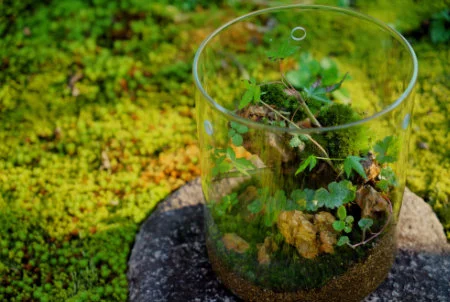 terrarium_service.jpg.webp