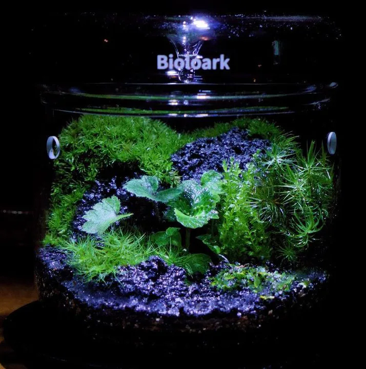 完全版】苔テラリウム容器おすすめまとめ | 西予苔園