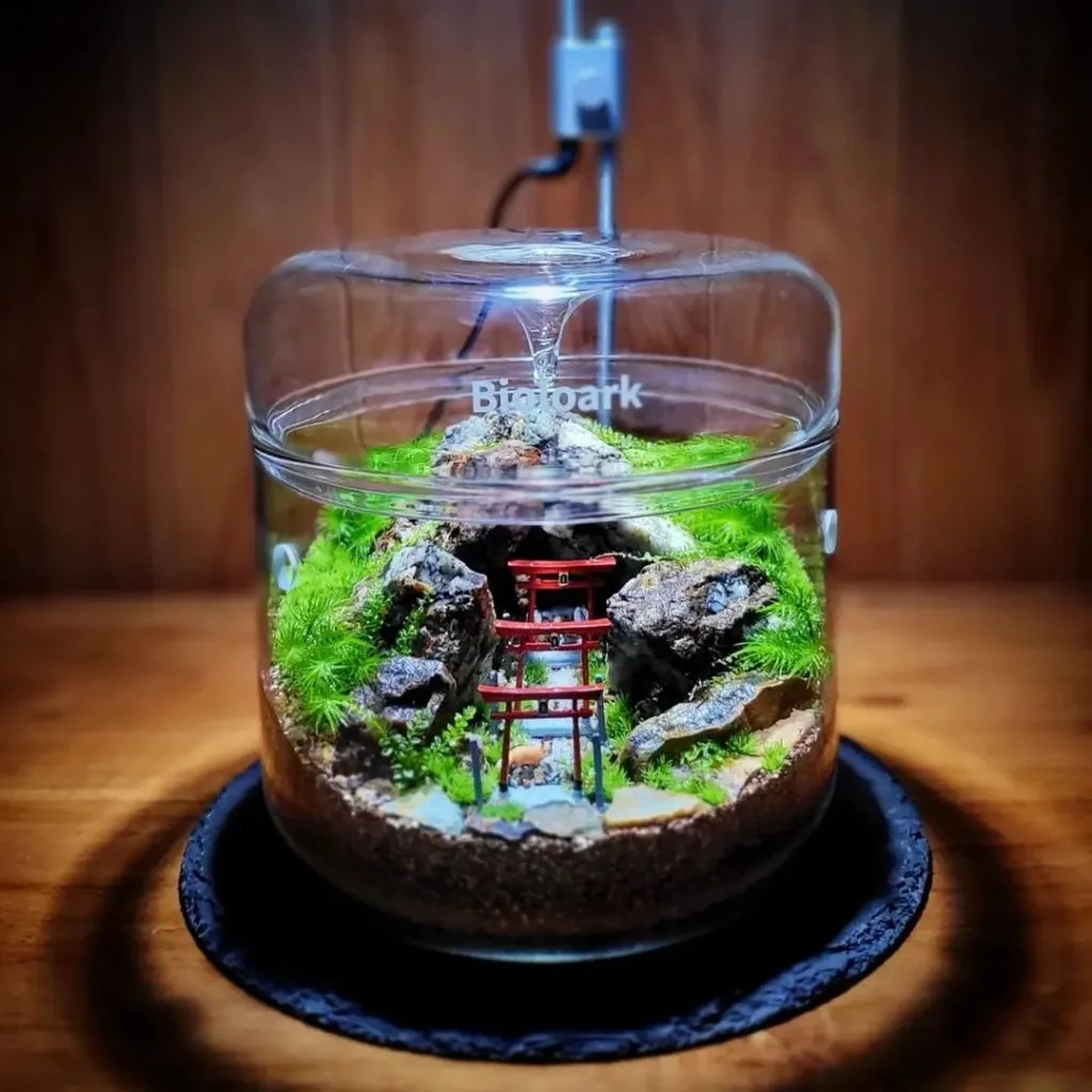 完全版】苔テラリウム容器おすすめまとめ | 西予苔園
