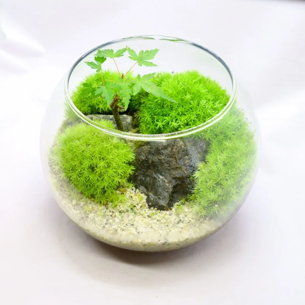 完全版】苔テラリウム容器おすすめまとめ | 西予苔園