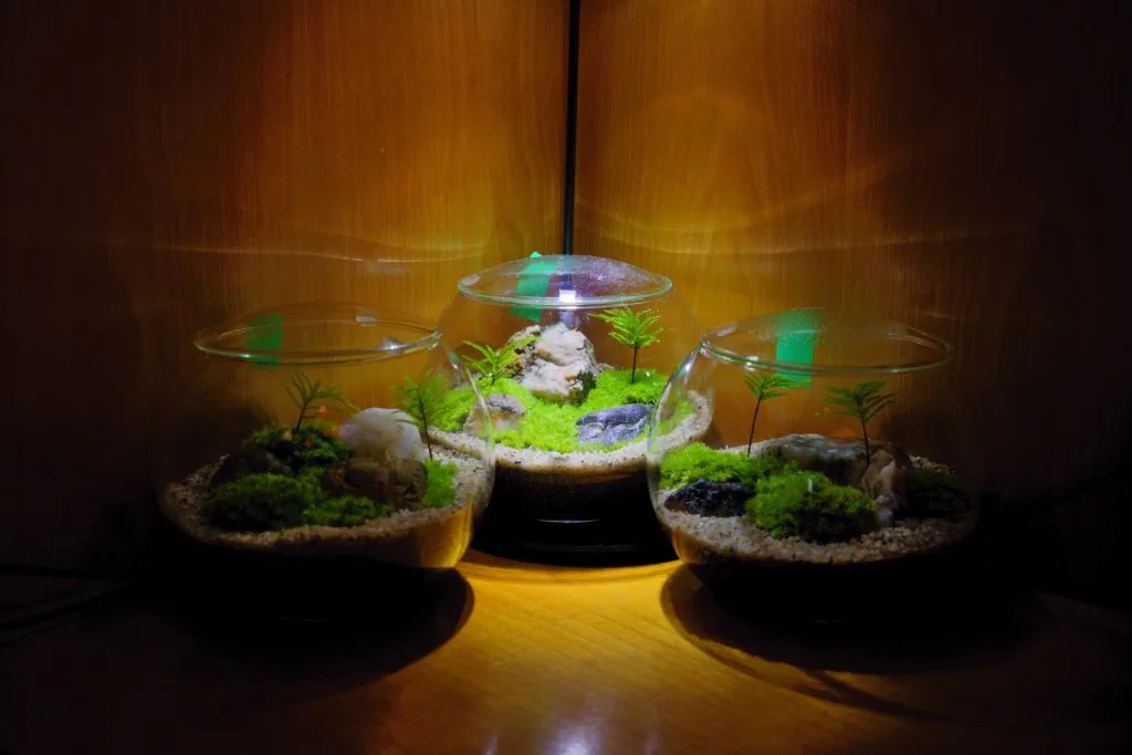 完全版】苔テラリウム容器おすすめまとめ | 西予苔園