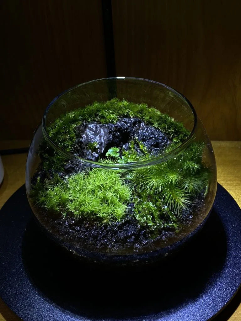 完全版】苔テラリウム容器おすすめまとめ | 西予苔園
