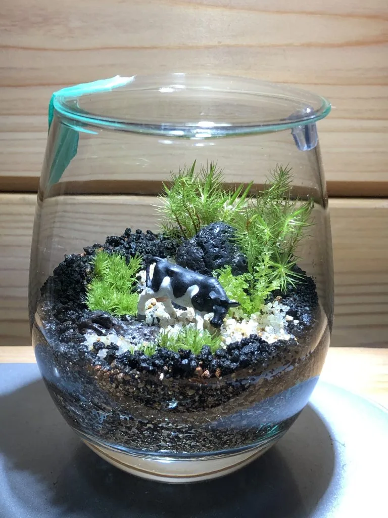完全版】苔テラリウム容器おすすめまとめ | 西予苔園