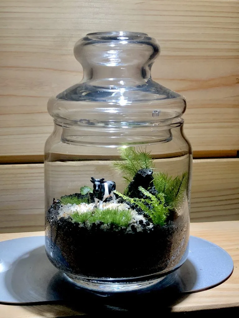 完全版】苔テラリウム容器おすすめまとめ | 西予苔園