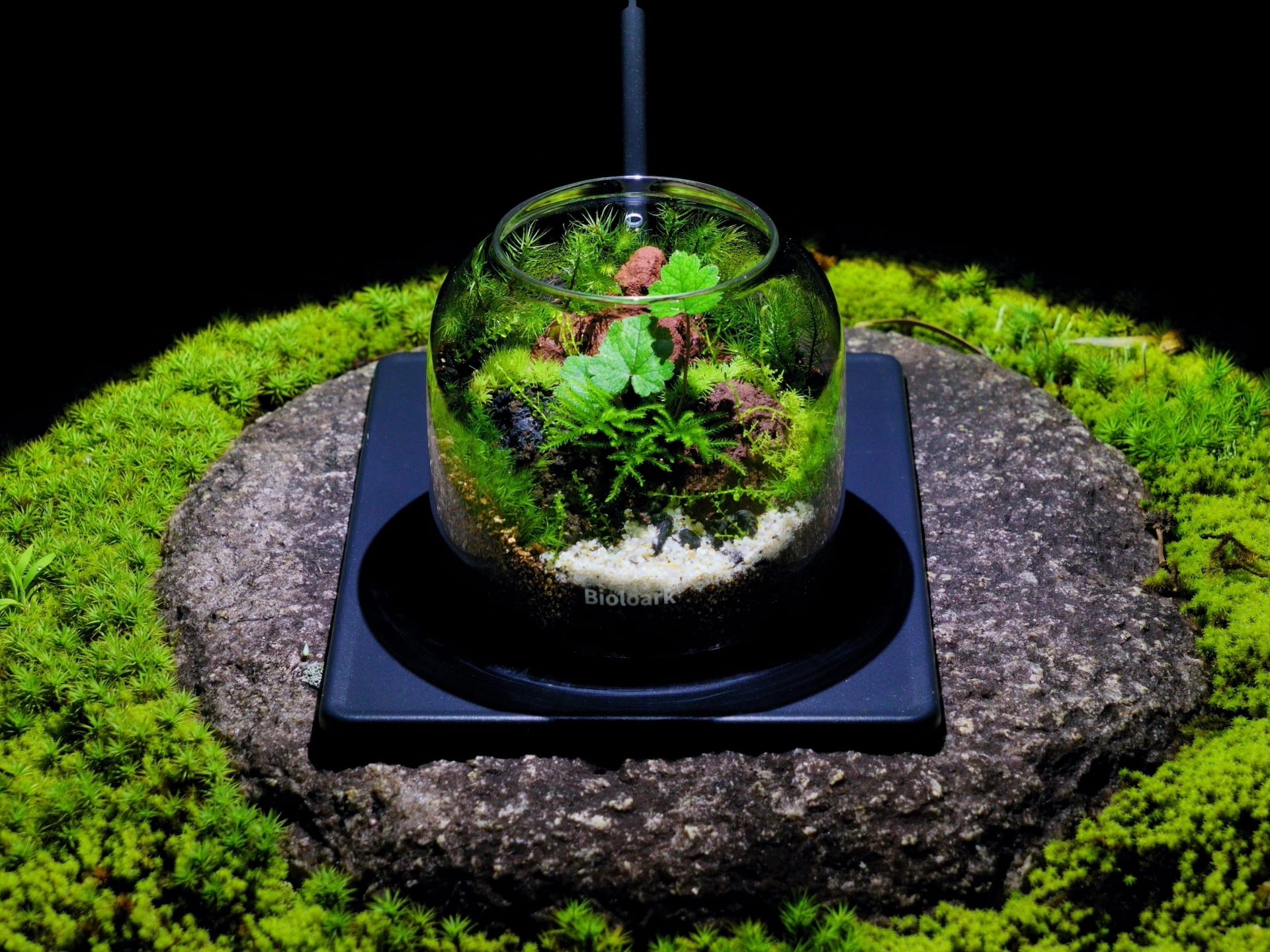 苔テラリウム　No.５２５ 苔テラリウム Lサイズ（NPORUS） | plus to u